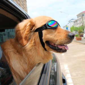 como eso monitor panel Lentes de sol para perros - Mascota.pe